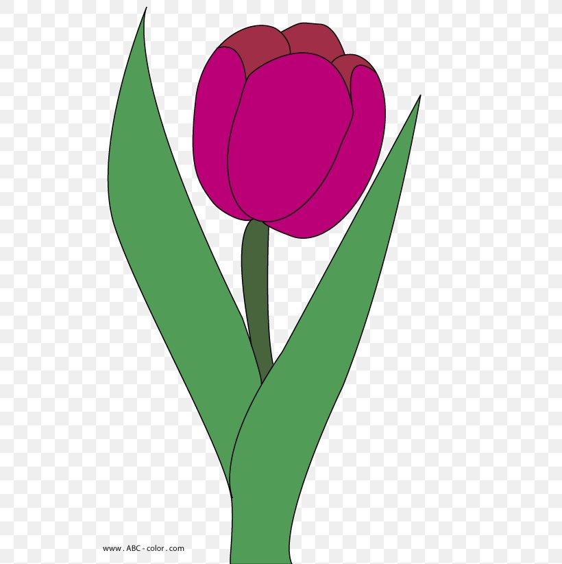 Tulip Drawing Clip Art, PNG, 567x822px, Tulip, Color, Digital Image, Drawing, Flora Download Free