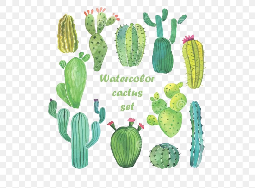 Cactaceae Watercolor Painting Drawing, PNG, 564x603px, Cactaceae, Cactus, Caryophyllales, Drawing, Flowering Plant Download Free