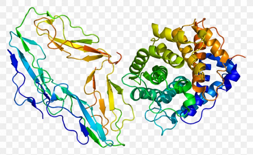 Complement Receptor 2 Complement Component 3 CD19 Molecule, PNG, 881x541px, Complement Receptor, Area, B Cell, Cathepsin, Cd19 Molecule Download Free