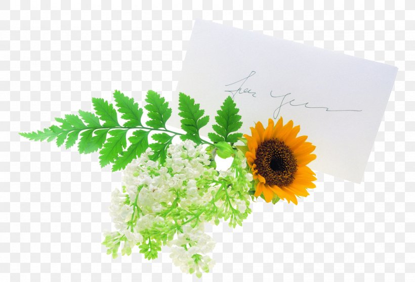 Flower Euclidean Vector Gift, PNG, 1024x697px, Flower, Child, Daisy Family, Drawing, Flora Download Free