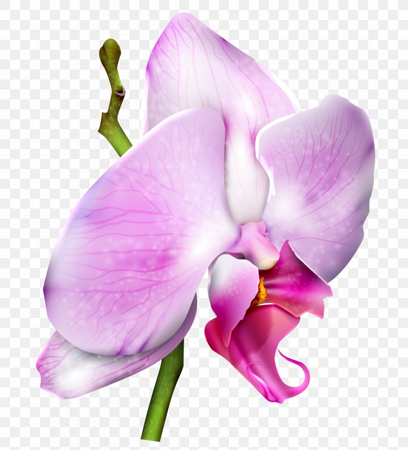 Moth Orchids Clip Art, PNG, 5000x5527px, International Women S Day, Cattleya, Circles Around A Tree, Cut Flowers, Everlasting Sweet Pea Download Free