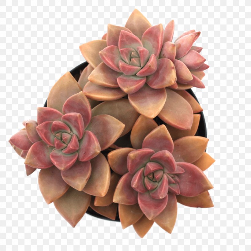 Cut Flowers Jade Plant Succulent Plant Echeveria Leaf, PNG, 1024x1024px, Cut Flowers, Bestseller, Clay, Echeveria, Flower Download Free