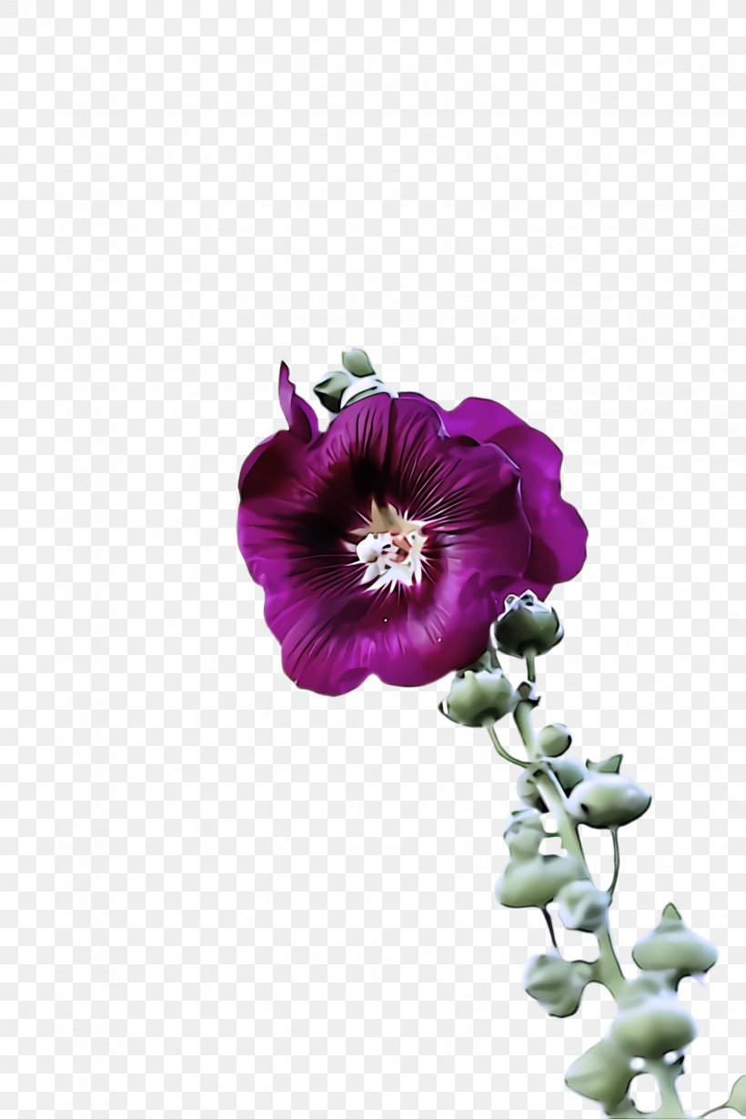 Flower Purple Petal Violet Plant, PNG, 1632x2448px, Flower, Magenta, Mallow Family, Morning Glory, Petal Download Free