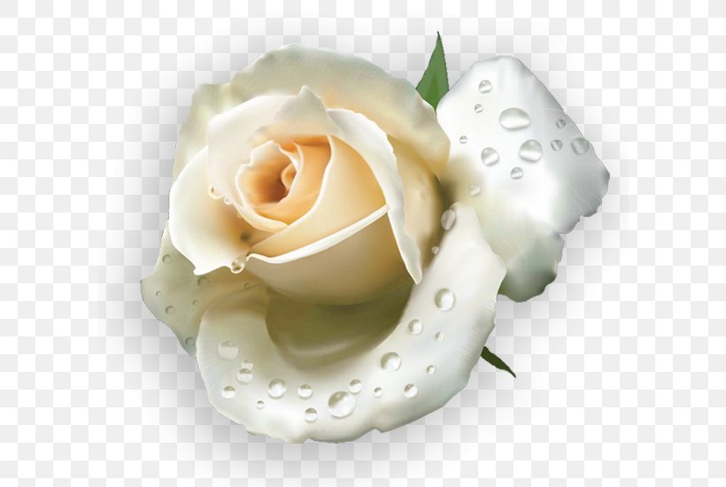 Garden Roses Les Roses Blanches Yandex Search, PNG, 600x550px, Garden Roses,  Cut Flowers, Flower, Garden, Petal