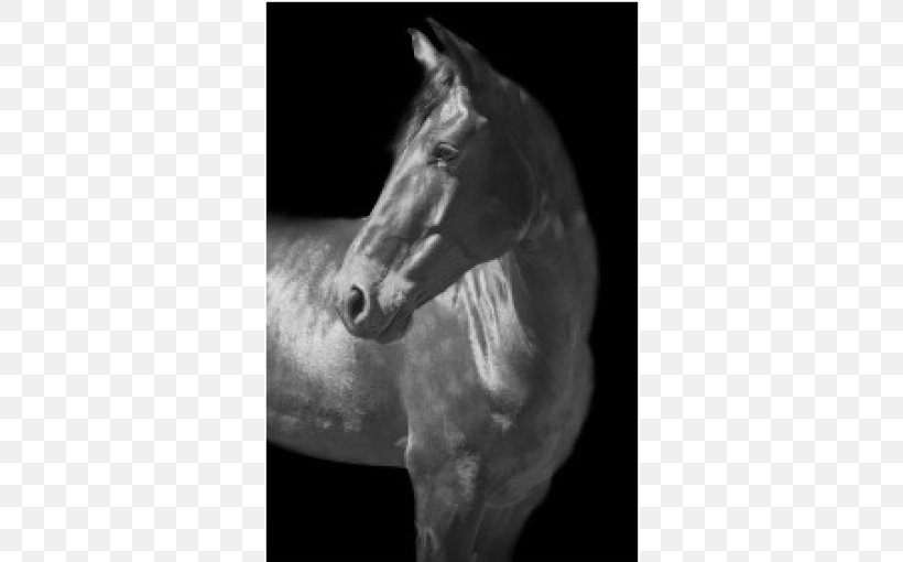 Mane Mustang Stallion Halter White, PNG, 510x510px, Mane, Black, Black And White, Bridle, Color Download Free