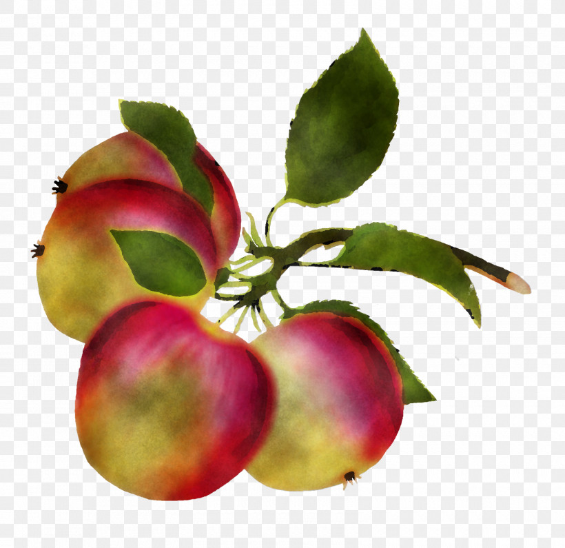 Plant Fruit Star Apple Apple Tree, PNG, 1600x1552px, Plant, Apple, Branch, European Plum, Flower Download Free