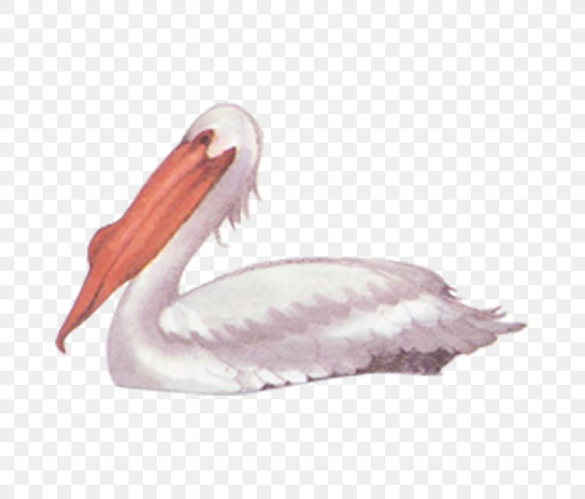 Bird Pelican Black Swan, PNG, 700x700px, Bird, Beak, Black Swan, Cygnini, Editing Download Free