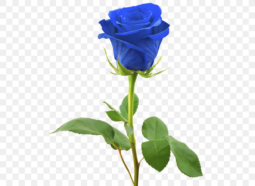 Blue Rose Stock Photography Royalty-free, PNG, 510x600px, Blue Rose, Blue, Bud, Cut Flowers, Depositphotos Download Free