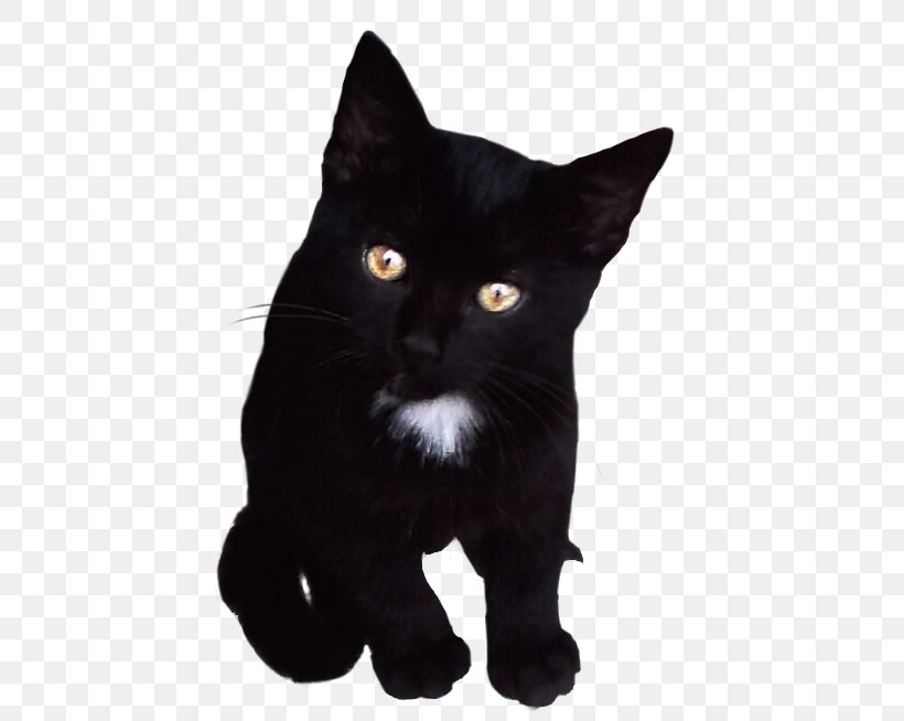 Bombay Cat Black Cat American Wirehair Kitten Domestic Short-haired Cat, PNG, 444x654px, Bombay Cat, American Wirehair, Asian, Black, Black And White Download Free