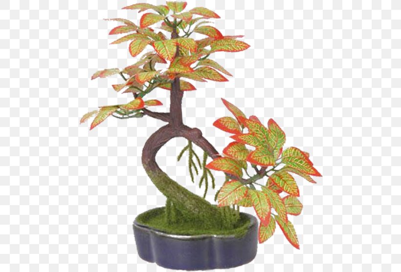 Bonsai Flowerpot Ornamental Plant Penjing, PNG, 500x557px, Bonsai, Flower, Flowerpot, Houseplant, Joulukukka Download Free