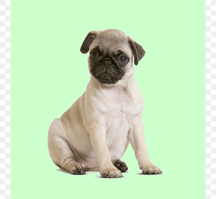 Pug Shih Tzu Puppy Chihuahua Maltese Dog, PNG, 740x755px, Pug, Beagle, Breed, Carnivoran, Chihuahua Download Free