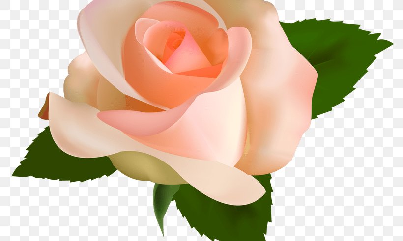 Rose Clip Art, PNG, 800x491px, Rose, Art, China Rose, Close Up, Cut Flowers Download Free