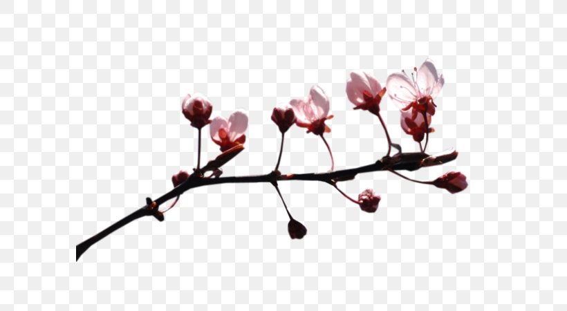 Video Image TinyPic ST.AU.150 MIN.V.UNC.NR AD, PNG, 600x450px, Video, Blog, Blossom, Branch, Bud Download Free