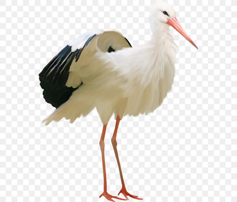 White Stork Water Bird Flamingos Ardea, PNG, 553x699px, White Stork, Ardea, Beak, Bird, Bird Vocalization Download Free