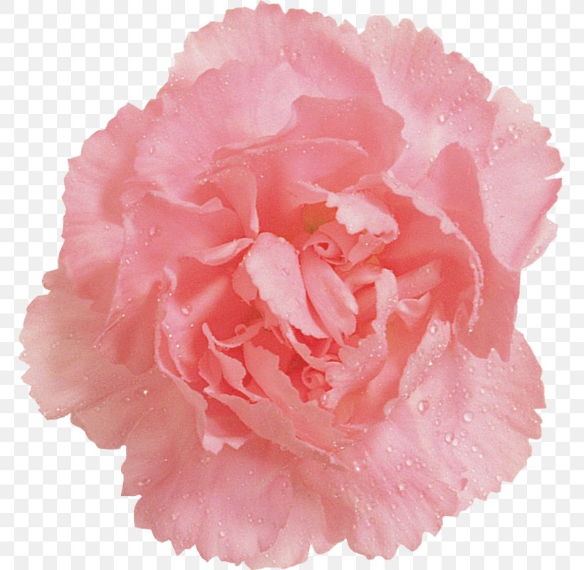 Cabbage Rose Garden Roses Pink Clip Art Carnation, PNG, 769x800px, Cabbage Rose, Azalea, Carnation, Cheerleading Pompoms, Color Download Free