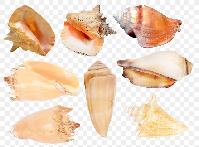 Cockle Seashell Conchology Molluscs, PNG, 2048x1518px, Cockle, Animal Source Foods, Bolinus Brandaris, Charonia Tritonis, Clam Download Free