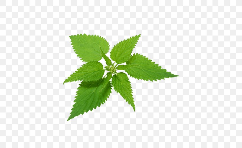 Common Nettle Plant Food Herbal Tea, PNG, 500x500px, Common Nettle, Food, Fotolia, Hemp, Herb Download Free