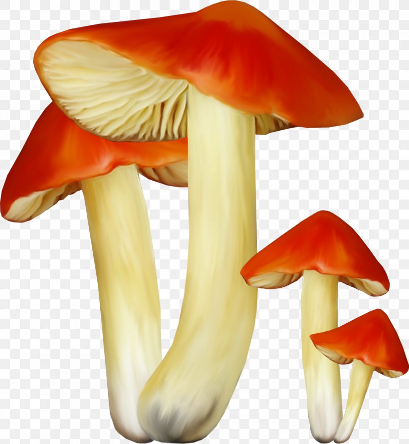 Edible Mushroom Russula Clip Art Fungus, PNG, 1415x1537px, Edible Mushroom, Bay Bolete, Digital Image, Fungus, Information Download Free