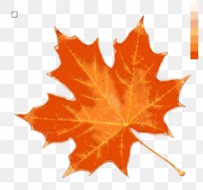 Autum Leaves - Stock Photography Maple Leaf Royalty-free IStock Autumn Leaf Color PNG