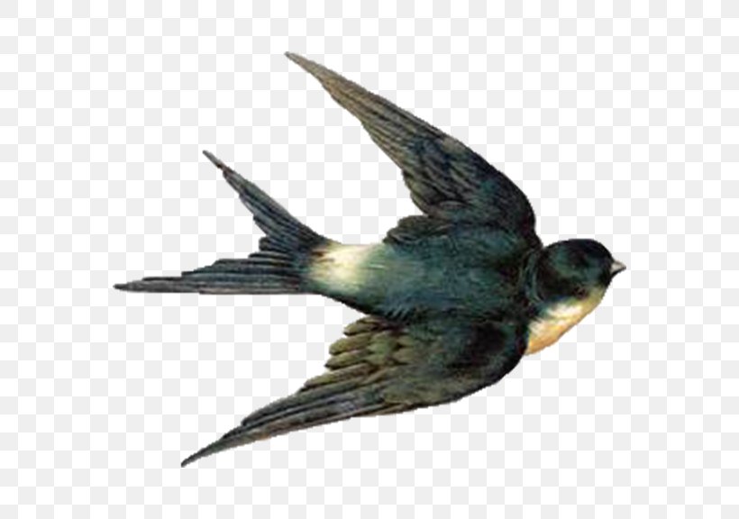 Barn Swallow Bird Flight Clip Art, PNG, 672x576px, Swallow, Barn Swallow, Beak, Bird, Bird Egg Download Free