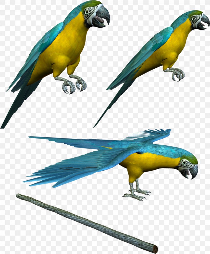 Budgerigar Parrot Lovebird Parakeet, PNG, 3225x3902px, Budgerigar, Beak, Bird, Common Pet Parakeet, Digital Image Download Free