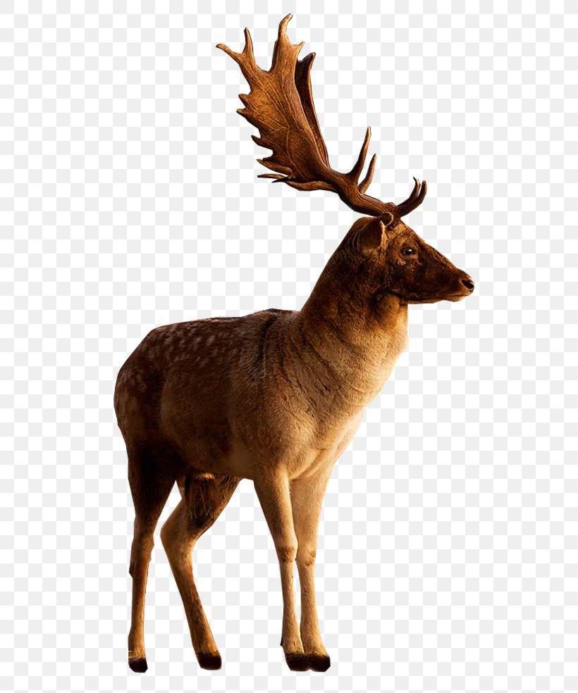 Moose Deer Image Photograph Adobe Photoshop, PNG, 564x984px, Moose, Antler, Deer, Elk, Fawn Download Free