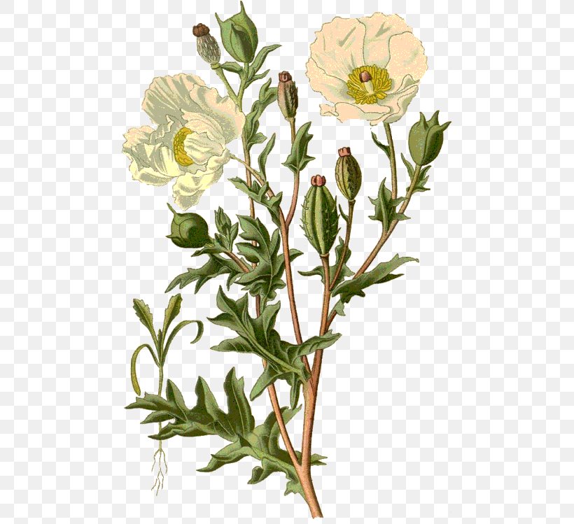 Poppy Diagram Botanical Illustration Flower, PNG, 478x749px, Poppy, Botanical Illustration, Botany, Chart, Chrysanths Download Free