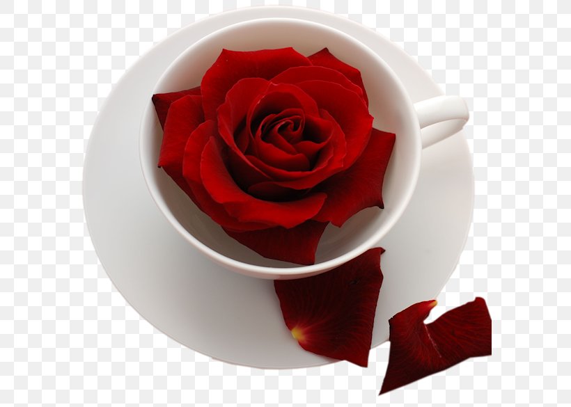 Rose Wish Desktop Wallpaper Flower, PNG, 593x585px, Rose, Birthday, Coffee Cup, Cup, Cut Flowers Download Free
