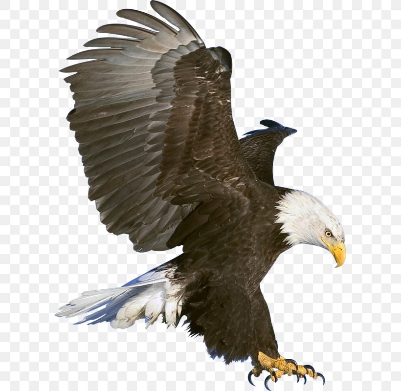Eagle Flight Clip Art, PNG, 597x800px, Eagle Flight, Accipitriformes, Bald Eagle, Beak, Bird Download Free