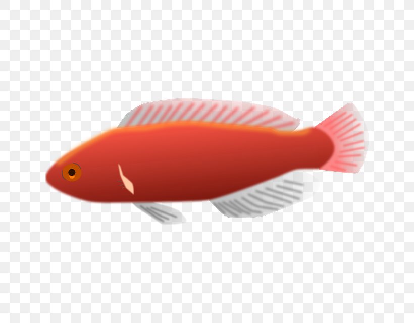 Goldfish Aquarium Tropical Fish Clip Art, PNG, 640x640px, Goldfish, Aquarium, Blue Parrotfish, Fin, Fish Download Free