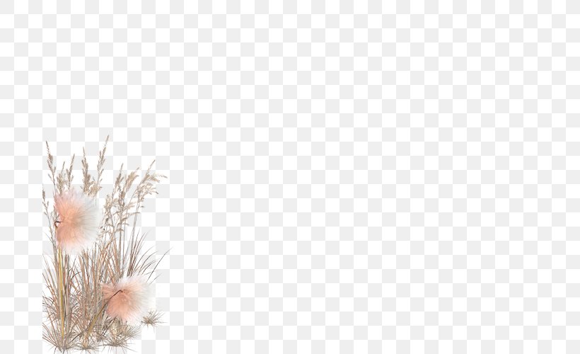 Grasses Close-up Family, PNG, 700x500px, Grasses, Branch, Closeup, Family, Grass Download Free