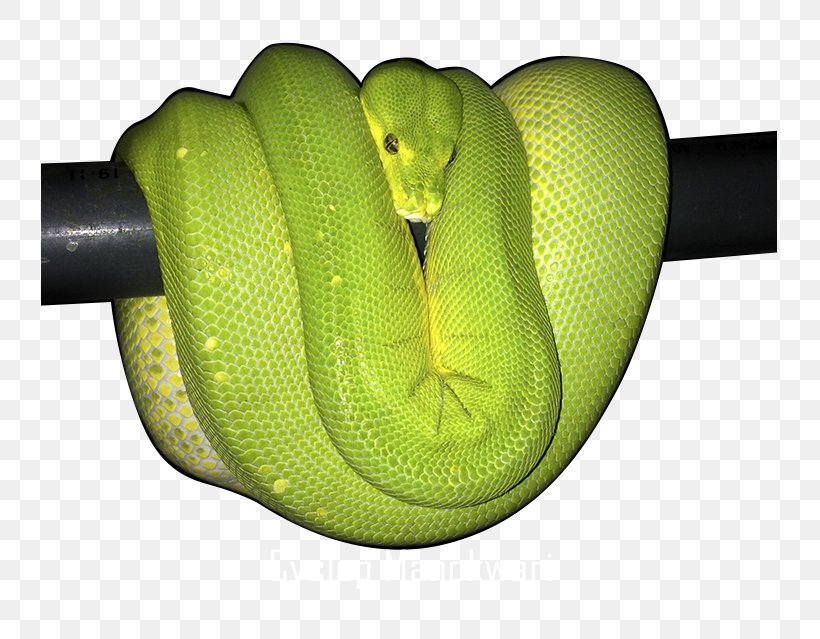 Green Tree Python Ball Python Snake Reptile, PNG, 800x639px, Green Tree Python, Ball Python, Cyclops, Green, Mamba Download Free