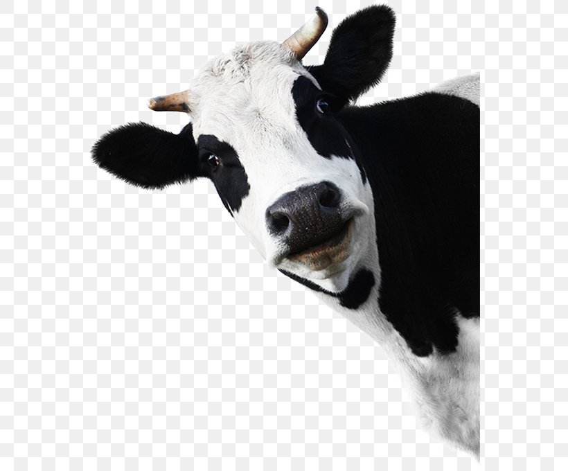 Holstein Friesian Cattle Milk Farm Dairy Cattle Livestock, PNG ...