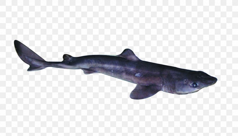 Requiem Sharks Spiny Dogfish Fin Longnose Spurdog Cartilaginous Fishes, PNG, 1280x736px, Requiem Sharks, Animal Figure, Cartilaginous Fish, Cartilaginous Fishes, Dorsal Fin Download Free