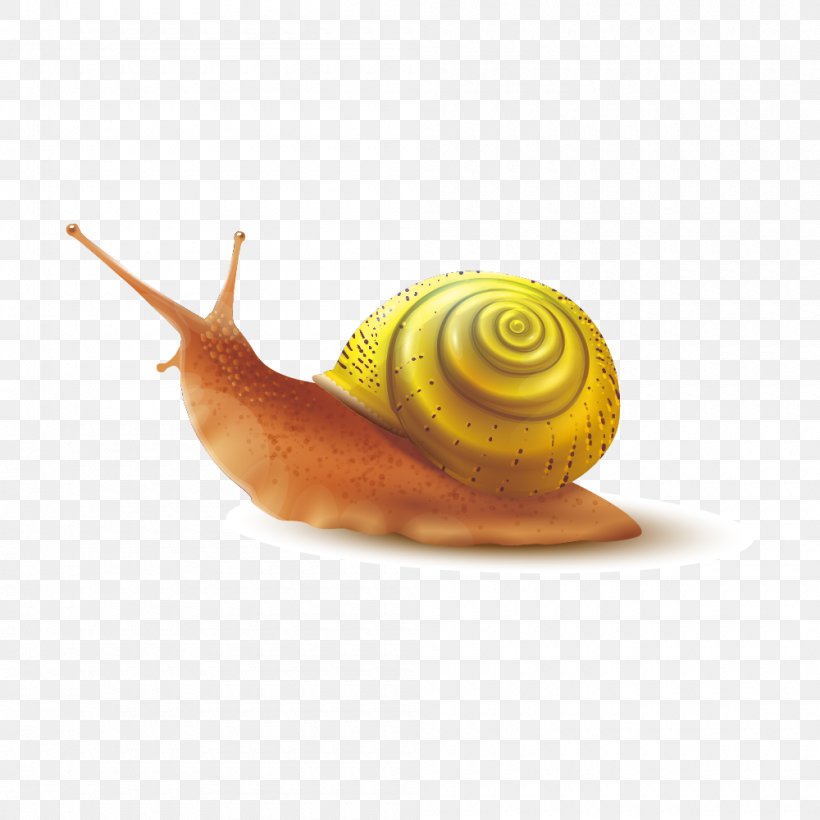 Snail Slime Gastropod Shell, PNG, 1000x1000px, Snail, Gastropod Shell, Insect, Invertebrate, Molluscs Download Free