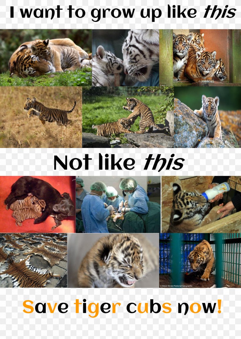 Tiger Wildlife Big Cat Ecosystem, PNG, 960x1347px, Tiger, Big Cat, Big Cats, Carnivoran, Cat Download Free