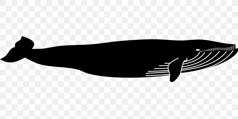 Blue Whale Marine Mammal Animal, PNG, 1920x960px, Whale, Animal, Beak, Black, Black And White Download Free