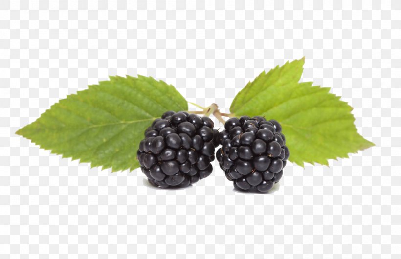 Boysenberry Stock Photography Depositphotos Illustration, PNG, 1000x647px, Boysenberry, Berry, Blackberry, Blueberry, Depositphotos Download Free