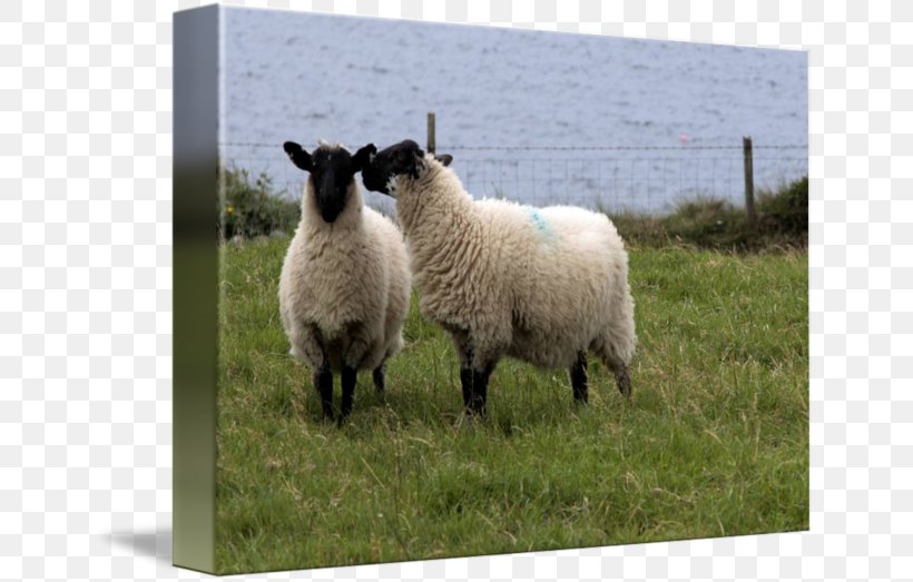 Sheep Pasture Herding Grazing, PNG, 650x523px, Sheep, Cow Goat Family, Grass, Grazing, Herding Download Free