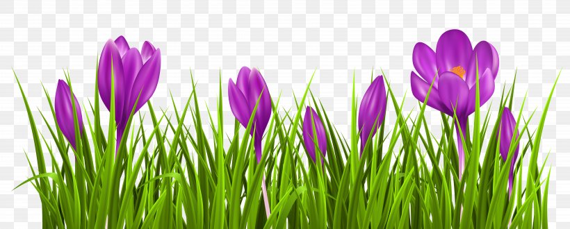 Crocus Vernus Crocus Chrysanthus Autumn Crocus Clip Art, PNG, 7222x2910px, Crocus Vernus, Autumn Crocus, Blossom, Crocus, Crocus Chrysanthus Download Free