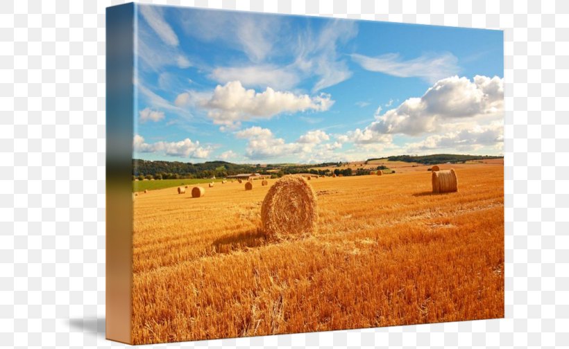 Harvest Hay Farm Grassland Ecoregion, PNG, 650x504px, Harvest, Agriculture, Commodity, Crop, Ecoregion Download Free