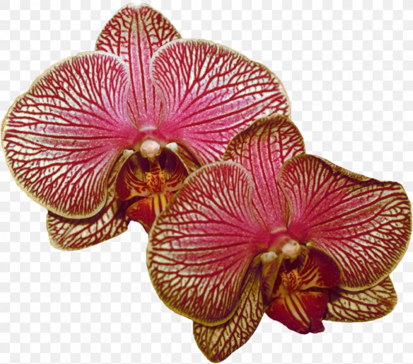 Moth Orchids Lilac, PNG, 1124x990px, Moth Orchids, Flower, Flowering Plant, Lilac, Magenta Download Free