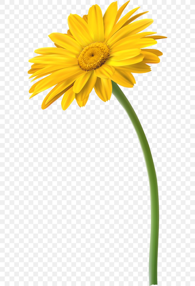 Clip Art Vector Graphics Royalty-free Flower Illustration, PNG, 589x1200px, Royaltyfree, Art, Common Daisy, Cut Flowers, Daisy Download Free