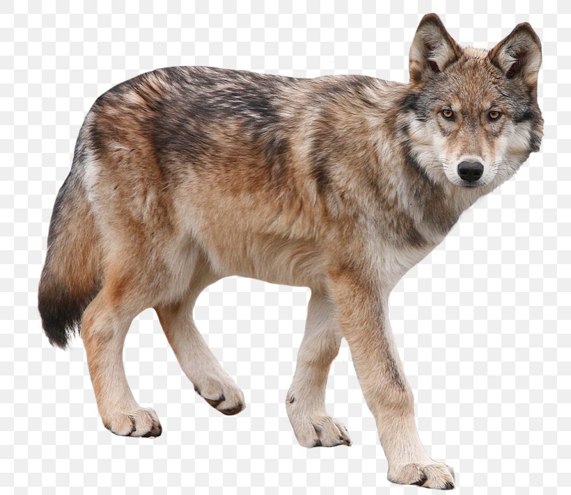 Dog Yukon Wolf Arctic Wolf, PNG, 773x712px, Dog, Animal, Arctic Wolf ...