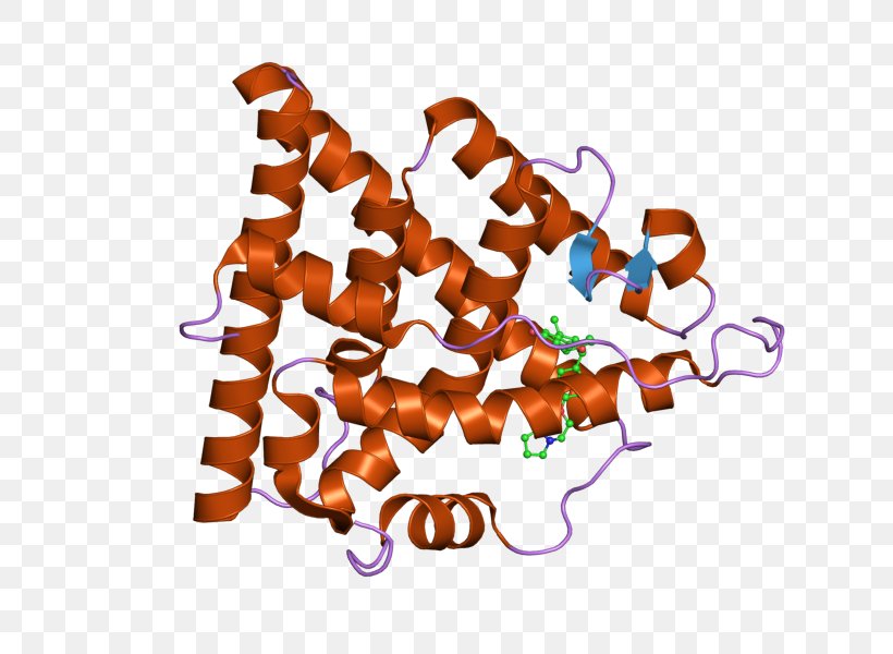 Estrogen Receptor Alpha DNA-binding Domain Nuclear Receptor, PNG, 800x600px, Estrogen Receptor, Dnabinding Domain, Dnabinding Protein, Estrogen, Estrogen Receptor Alpha Download Free