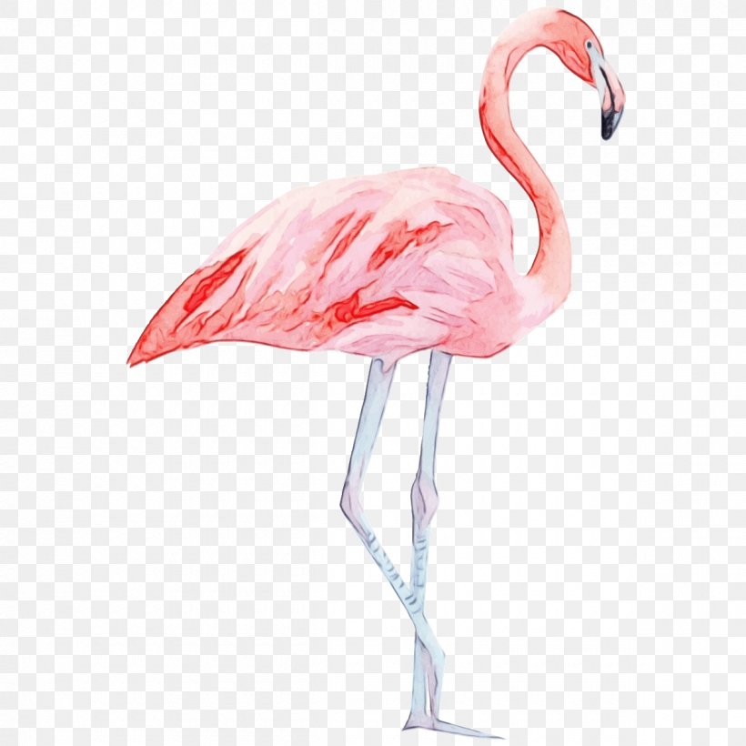 Flamingo Watercolor, PNG, 1200x1200px, Flamingo, American Flamingo, Andean Flamingo, Beak, Bird Download Free