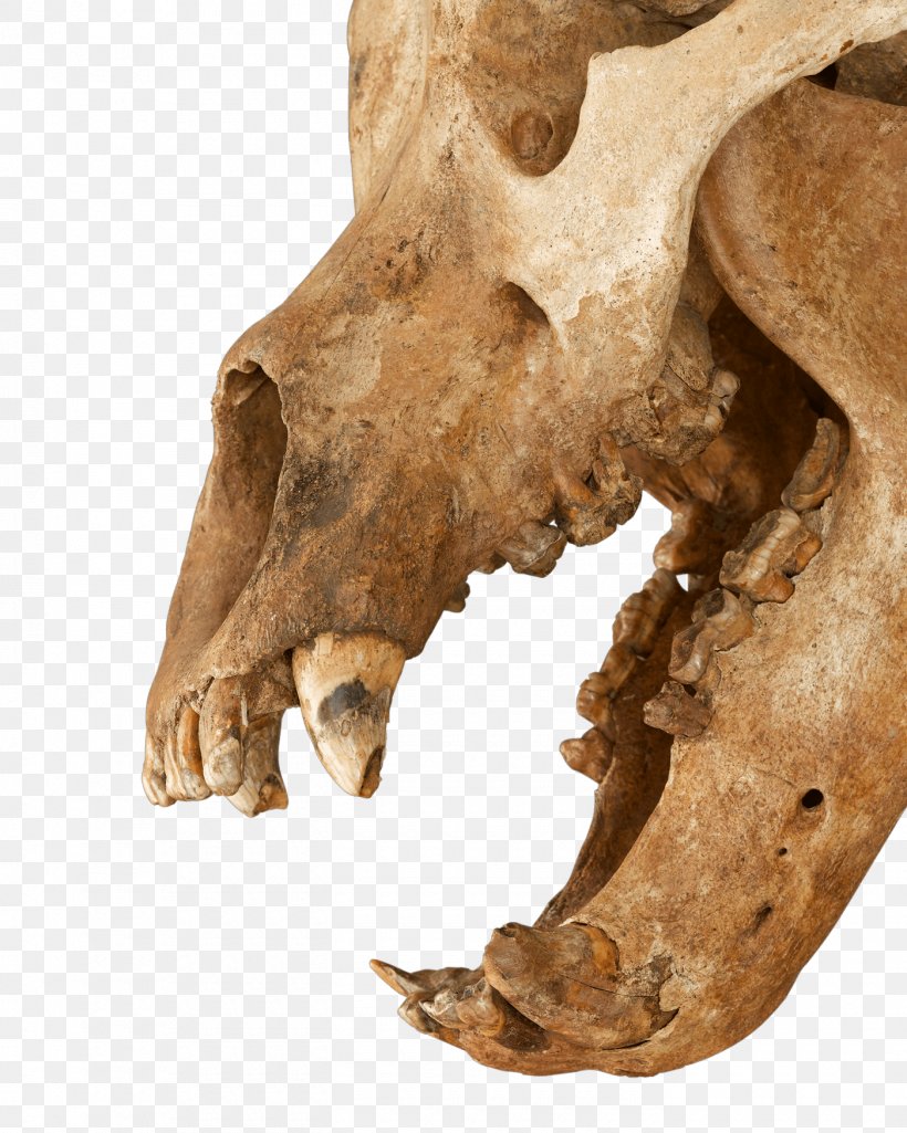 Ice Age Cave Bear: The Giant Beast That Terrified Ancient Humans Skeleton Earth, PNG, 1400x1750px, Cave Bear, Bear, Bears, Bone, Cave Download Free