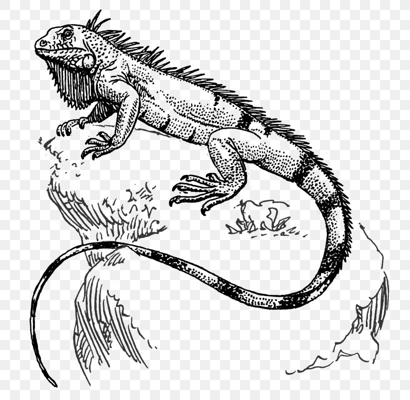 Lizard Green Iguana Reptile Drawing, PNG, 764x800px, Lizard, Amphibian, Art, Artwork, Black And White Download Free
