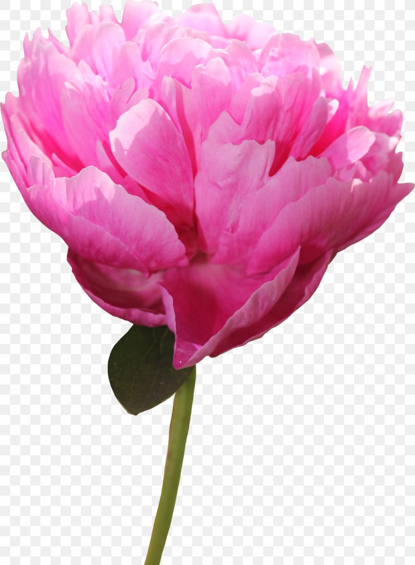 Peony Flower Clip Art, PNG, 1024x1396px, Peony, Cut Flowers, Flower, Flowering Plant, Image File Formats Download Free