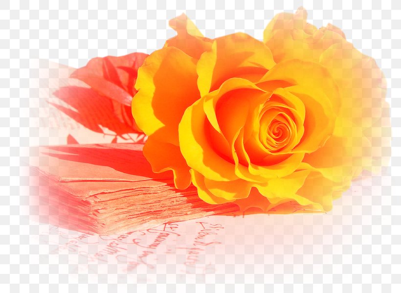 Rose Flower Yellow Wallpaper, PNG, 799x599px, Rose, Blue, Close Up, Color, Cut Flowers Download Free
